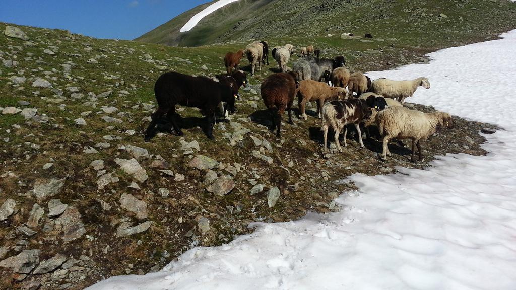 Eiter * St. Leonhard im Pitztal